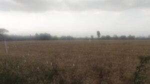 Punjab Weather: पंजाब में फिर बदला मौसम, आज और कल आंधी के साथ होगी बारिश; ओलावृष्टि का ऑरेंज अलर्ट