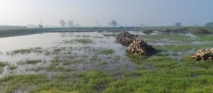 एनजीटी हरियाणा में दोहरी चुनौतियों पर ध्यान केंद्रित कर रहा है- बहुत अधिक पानी और बहुत कम