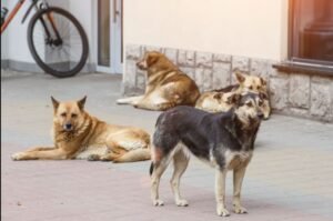 मानव जीवन के लिए खतरा पैदा करने वाले आवारा कुत्तों की इच्छामृत्यु की अनुमति सुप्रीम कोर्ट