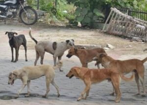 आवारा कुत्तों मामला: पंजाब के सीएम मान के बयान पर एनजीओ की याचिका पर सुनवाई से सुप्रीम कोर्ट ने किया इनकार