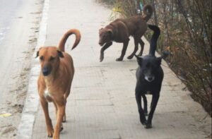 द्वारका में स्थायी कुत्ता आश्रय वास्तविकता के करीब एक कदम आगे बढ़ गया