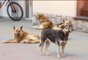 पंजाब ने सभी आवारा कुत्तों को पिंजरे में बंद करने के लिए 21 दिन की कार्रवाई का आदेश दिया