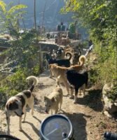 कुल्लू में आवारा कुत्तों का खतरा बढ़ा है, शेल्टर प्लान लालफीताशाही में फंस गया है
