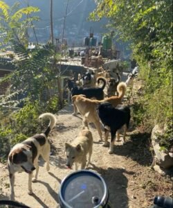 कुल्लू में आवारा कुत्तों का खतरा बढ़ा है, शेल्टर प्लान लालफीताशाही में फंस गया है