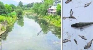 मंडी नाले में सामूहिक मछलियों की मौत के पीछे सीवेज रिसाव की आशंका