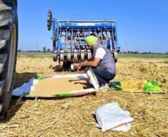 उच्च उपज, हीट शील्ड: जलवायु परिवर्तन से निपटने वाले किसानों के लिए जिंक गेहूं कैसे खेल बदल रहा है