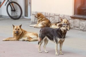 आवारा कुत्तों द्वारा नाबालिग की हत्या पर एनएचआरसी का पंजाब के मुख्य सचिव को नोटिस