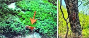 पांवटा के जंगल में दिखे लुप्तप्राय बंगाल टाइगर