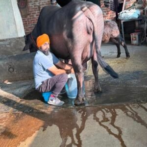 मोहाली डेयरी किसान की छोटी इकाई से 300-पशु उद्यम तक का सफर