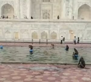 गर्मी से मात खाया: ताजमहल के फव्वारे में ‘बंदर का बिजनेस’ हुआ वायरल