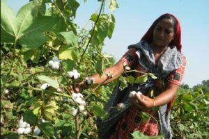 हरियाणा में कपास का रकबा 7 साल के निचले स्तर पर, किसान अन्य फसलों की ओर रुख करते हैं