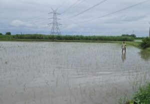 लगातार हो रही बारिश से पूरे हरियाणा में धान की रोपाई में तेजी आई