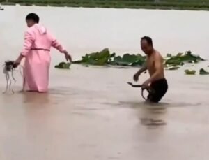 चीन के खेत से कैसे भागे और ‘रेंगकर आरे’ कैसे आए 900 सांप