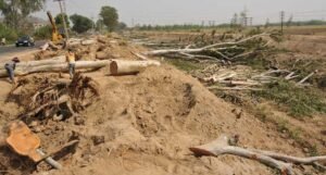 हरियाणा के पिंजौर-मोरनी क्षेत्र में पिछले एक साल में 3,000 पेड़ काटे गए: आरटीआई जानकारी