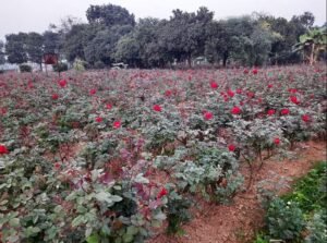 देसी गुलाब के खेत गायब होने के साथ ही अमृतसर का सदियों पुराना फूलों का व्यापार खत्म हो गया