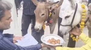 क्या गधों को गुलाब जामुन खिलाने से बारिश के देवताओं को खुश करने में मदद मिल सकती है? भोपाल के लोगों ने कहा- ‘हां’