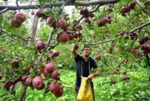 हिमाचल को सेब क्षेत्र में 2 सड़कों के उन्नयन के लिए 239 करोड़ रुपये मिले