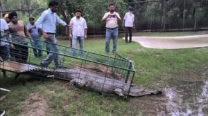 राजस्थान में भटक गए घड़ियाल को 5 महीने के पीछा के बाद पंजाब वापस लाया गया