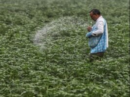 खरीफ 2026 के दौरान उर्वरक की उपलब्धता पर्याप्त है: केंद्र ने संसद को बताया