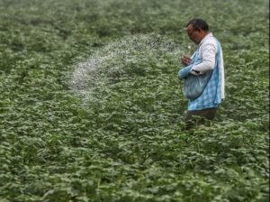 खरीफ 2026 के दौरान उर्वरक की उपलब्धता पर्याप्त है: केंद्र ने संसद को बताया