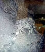 धौलाधार वन्यजीव अभयारण्य में पहली बार कैमरे में कैद हिम तेंदुआ