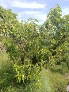 उच्च गुणवत्ता वाले आड़ू की बेमौसमी खेती के लिए लद्दाख आदर्श: डीआरडीओ के अध्ययन से पता चलता है