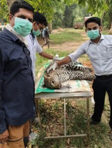 कालेसर नेशनल पार्क में वायरल बीमारी से सात महीने के तेंदुए की मौत