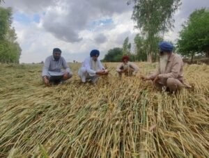 हरियाणा महीने भर चलने वाले अभियान में 6,600 गांवों को कवर करने के लिए ‘किसान कल्याण रथ यात्रा’ शुरू करेगा