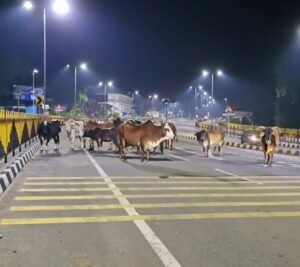 पालमपुर में आवारा मवेशियों की बढ़ती समस्या