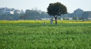 पंजाब की लैंड पूलिंग पॉलिसी 3.0: क्या बदल गया, इसका क्या मतलब है और क्या बचा है
