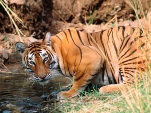 पर्यावरण मंत्रालय की समिति ने चार धाम यात्रा यातायात को आसान बनाने के लिए राजाजी टाइगर रिजर्व वन भूमि के डायवर्जन प्रस्ताव को स्थगित किया