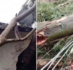 ठाकुरद्वारा में घरों, दुकानों पर गिरे बड़े पेड़, 2 परिवार बाल-बाल बचे