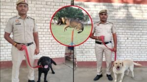 बोल्ट, रेम्बो, रोमियो: हरियाणा पुलिस के खोजी कुत्तों ने राज्य के नशे विरोधी अभियान का नेतृत्व किया