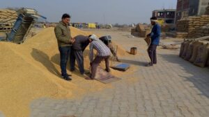 15 सितंबर से धान खरीदी शुरू करें: बीकेएस ने हरियाणा सरकार से कहा
