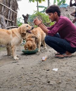 Nepal floods: क्या 2 गोल्डन रिट्रीवर डॉग बाढ़ के पानी में तैरकर पहुंचे उत्तर प्रदेश?