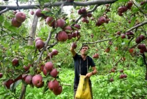 रेलवे की परिवहन योजना से हिमाचल: सेब उत्पादक चिंतित