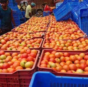 कम कीमत, अप्रभावी कीटनाशक सोलन टमाटर उत्पादकों को कगार पर धकेल रहे हैं