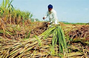 पंजाब में गन्ने का रकबा 1.16 लाख हेक्टेयर तक पहुंचा