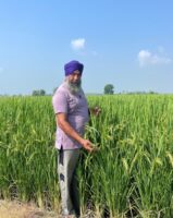 कपूरथला के किसान ने धान के खेतों में यूरिया की जगह डेयरी के घोल का इस्तेमाल किया