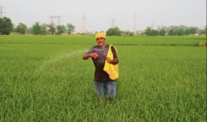 हरियाणा में इस मानसून में 24 फीसदी बारिश की कमी, धान जिले सबसे ज्यादा प्रभावित