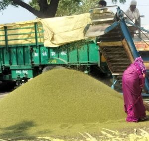 हरियाणा की 38 मंडियों में 1 अक्टूबर से दलहन, तिलहन की खरीद शुरू होगी