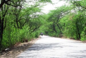 दिल्ली सरकार ने उत्तरी रिज में 277 एकड़ के लिए ‘आरक्षित वन’ का दर्जा दिया