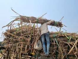 हरियाणा ने दो साल में गन्ने की कीमतों में 35 रुपये की बढ़ोतरी की घोषणा की